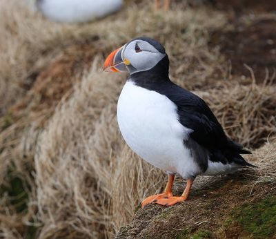 Papegaaiduiker - Atlantic Puffin