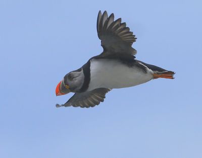 Papegaaiduiker - Atlantic Puffin