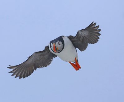 Papegaaiduiker - Atlantic Puffin