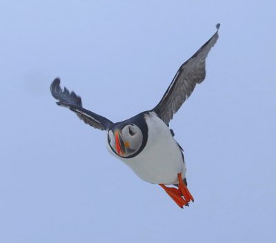 Papegaaiduiker - Atlantic Puffin