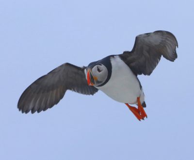 Papegaaiduiker - Atlantic Puffin