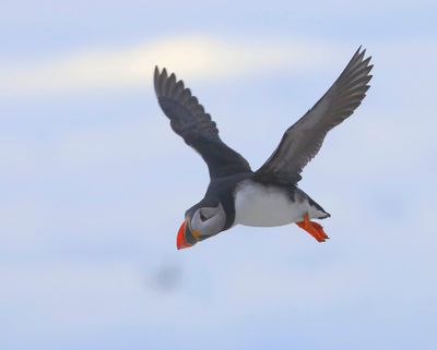 Papegaaiduiker - Atlantic Puffin