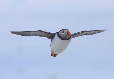 Papegaaiduiker - Atlantic Puffin