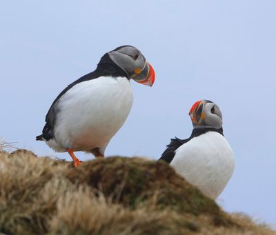 Papegaaiduikers - Atlantic Puffins