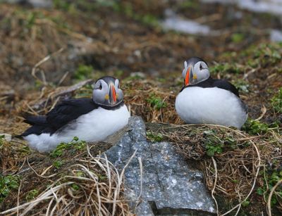 Papegaaiduikers - Atlantic Puffins