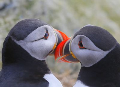 Papegaaiduikers - Atlantic Puffins