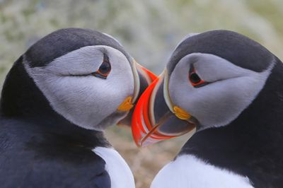 Papegaaiduikers - Atlantic Puffins