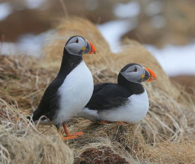 Papegaaiduikers - Atlantic Puffins