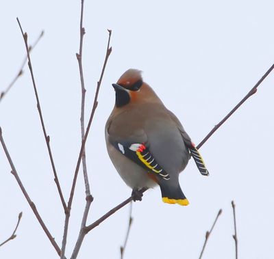Pestvogel - Bohemian Waxwing