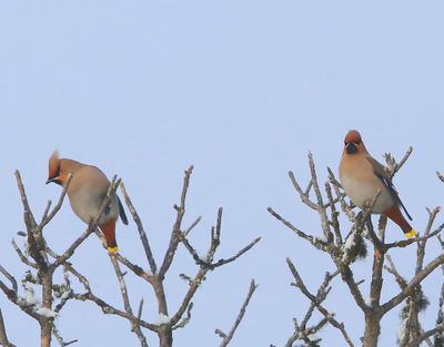 Pestvogels - Bohemian Waxwings