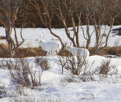 Sneeuwhazen - Mountain Hares