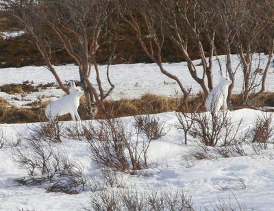 Sneeuwhazen - Mountain Hares