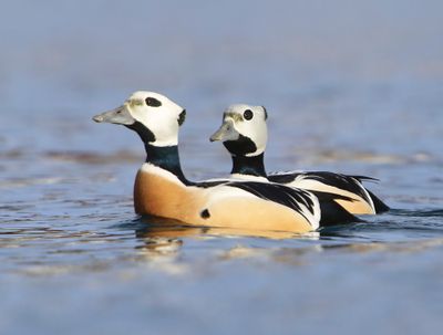 Stellers Eiders - Steller's Eiders