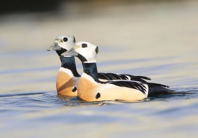 Stellers Eiders - Steller's Eiders