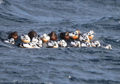 Stellers Eiders - Steller's Eiders