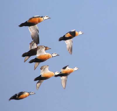 Stellers Eiders - Steller's Eiders