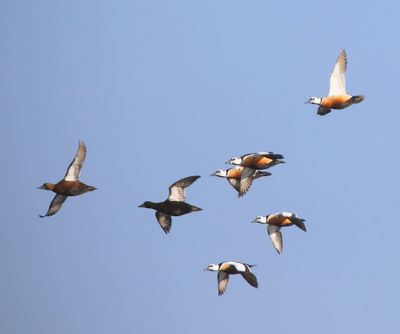 Stellers Eiders - Steller's Eiders