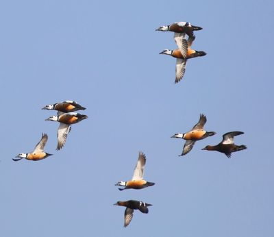 Stellers Eiders - Steller's Eiders
