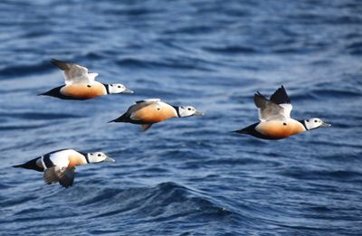 Stellers Eiders - Steller's Eiders