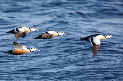 Stellers Eiders - Steller's Eiders