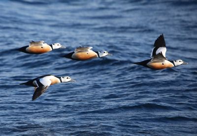 Stellers Eiders - Steller's Eiders