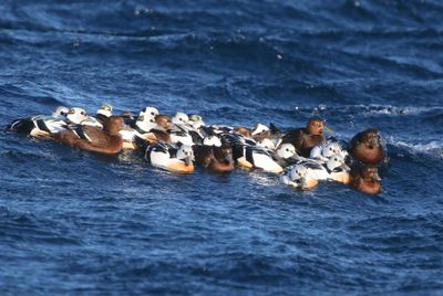 Stellers Eiders - Steller's Eiders
