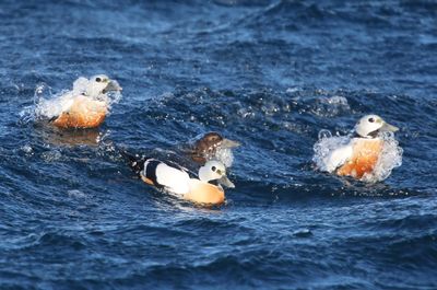 Stellers Eiders - Steller's Eiders