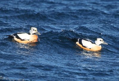 Stellers Eiders - Steller's Eiders