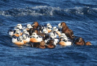 Stellers Eiders - Steller's Eiders