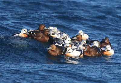 Stellers Eiders - Steller's Eiders