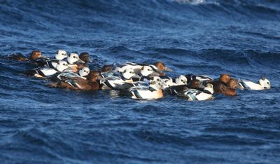 Stellers Eiders - Steller's Eiders