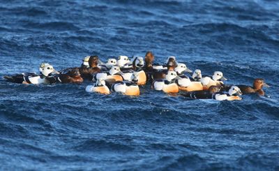 Stellers Eiders - Steller's Eiders