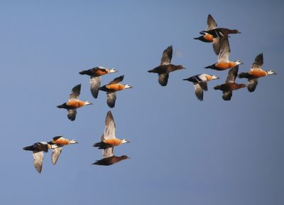 Stellers Eiders - Steller's Eiders
