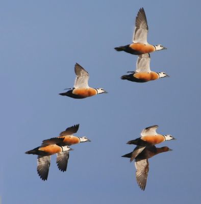 Stellers Eiders - Steller's Eiders