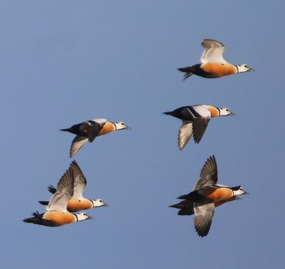 Stellers Eiders - Steller's Eiders