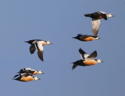 Stellers Eiders - Steller's Eiders