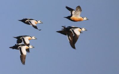 Stellers Eiders - Steller's Eiders