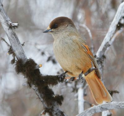 Taigagaai - Siberian Jay
