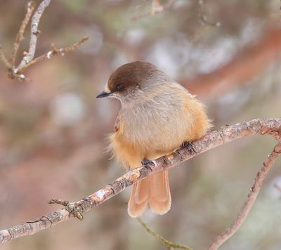 Taigagaai - Siberian Jay