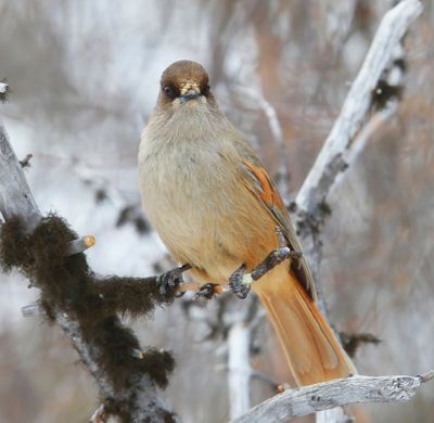 Taigagaai - Siberian Jay