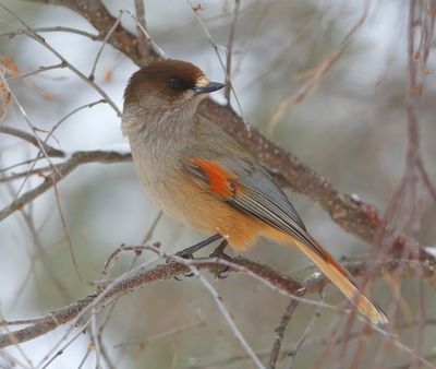 Taigagaai - Siberian Jay