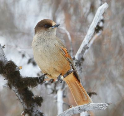 Taigagaai - Siberian Jay