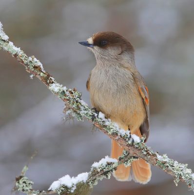 Taigagaai - Siberian Jay