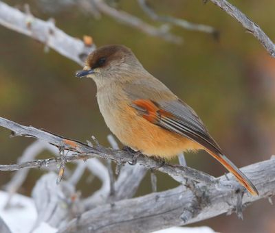 Taigagaai - Siberian Jay