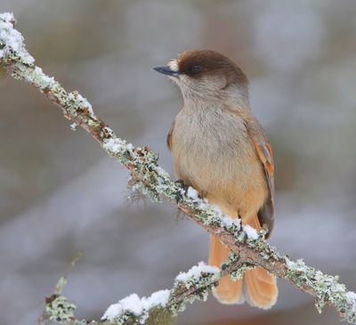 Taigagaai - Siberian Jay
