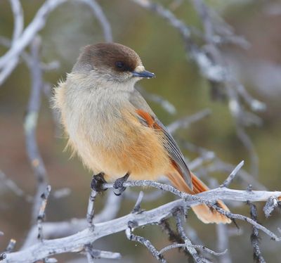 Taigagaai - Siberian Jay