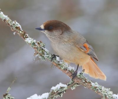 Taigagaai - Siberian Jay