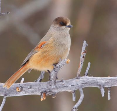 Taigagaai - Siberian Jay