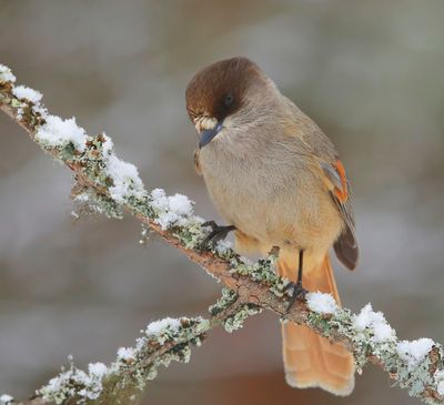 Taigagaai - Siberian Jay