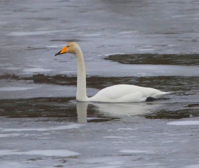 Wilde Zwaan - Whooper Swan